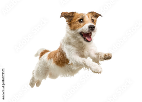 Jack Russell Terrier dog jumping, isolated on transparent background, pet animal mammal