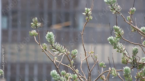 Plant Blowing In Wind And Rain Downtown