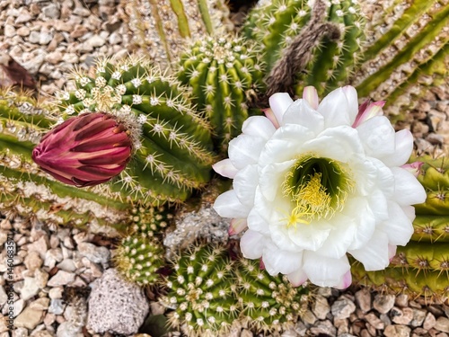 Spring Cactus (Soehrensia or echinopsis candicans) with Large White and Pink Flowers in Bloom in Southern Utah. photo
