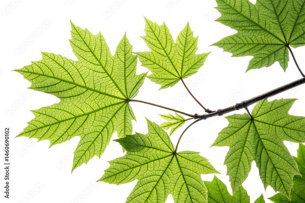 Green maple and other plant leaves, isolated on white, showcase nature's spring or summer foliage and freshness Green maple and other plant leaves, isolated on white, showcase nature's spring or summer foliage and freshness