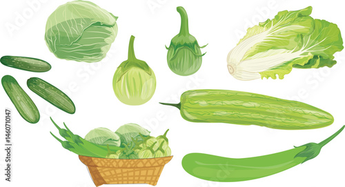 Illustration of various vegetables: eggplant, cabbage, lettuce, cucumber, bitter melon.vector