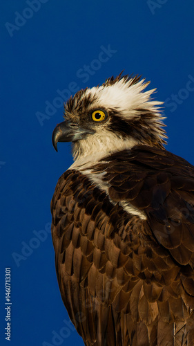 An intense Osprey against a blue sky looking to the left. 