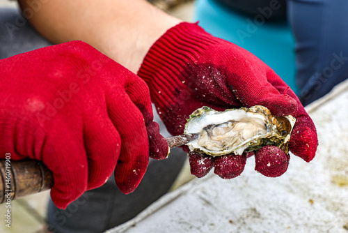Oyster Shucking by Hand with Red Gloves and Knife Tool. Close-up of a person shucking a fresh oyster with a knife while wearing red gloves.