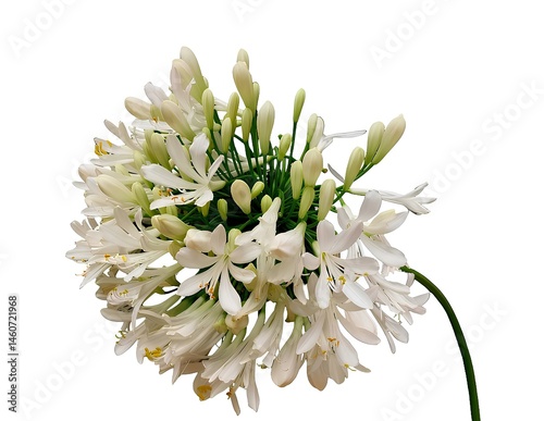  White Agapanthus flower is a genus of plants, the only one in the subfamily Agapanthoideae of the family Amaryllidaceae.  photo