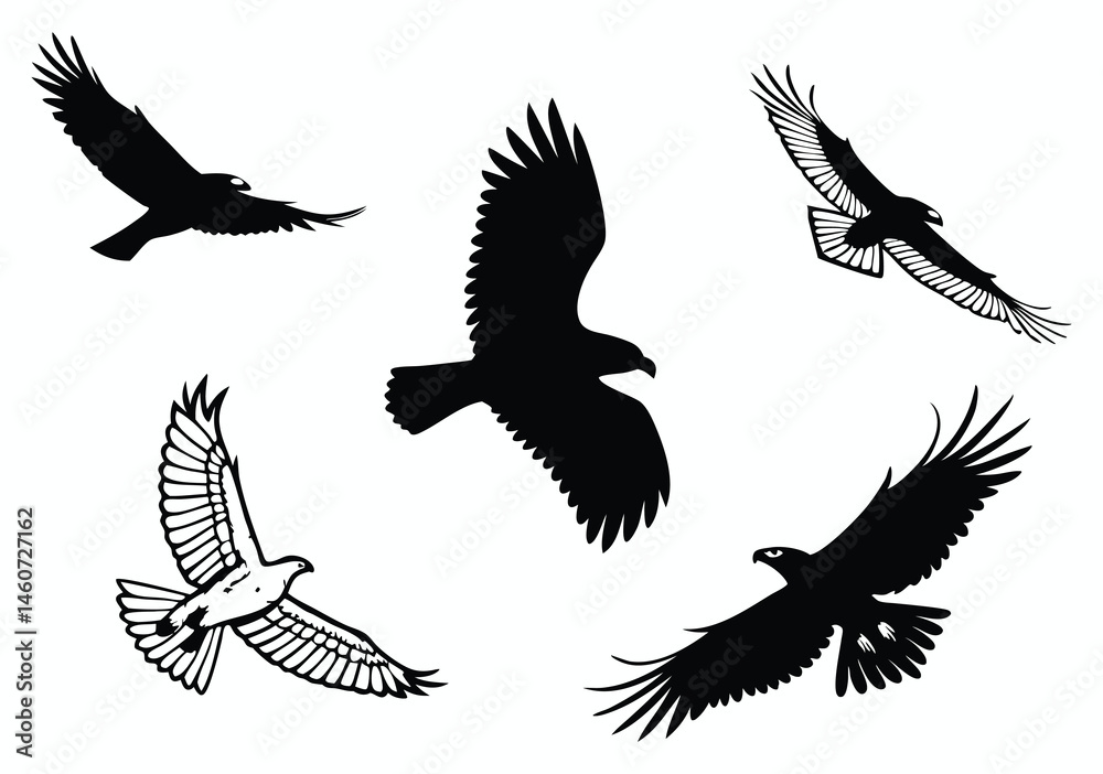 Obraz premium Flying Birds Illustrations