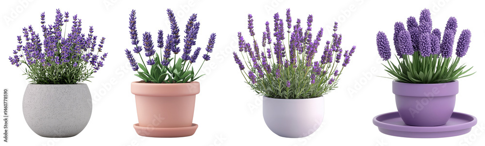 Fototapeta premium Beautiful Lavender Plants in Various Modern Pots and Containers