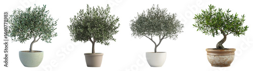 Varieties of Popular Potted Olive Trees for Home Decor and Styling