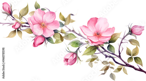 Elegant Wild Rose Branch with Buds and Leaves Isolated on White Background for Stunning Floral Designs
