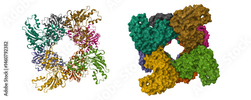 Cryo-EM structure of human uMtCK1. 3D cartoon and molecular surface models, chain id color scheme, pdb 9b05