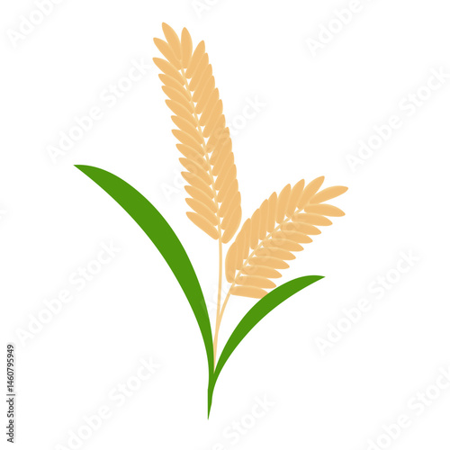 Set of hand drawn rice plant illustrations. Illustration of rice plant or rice ear
