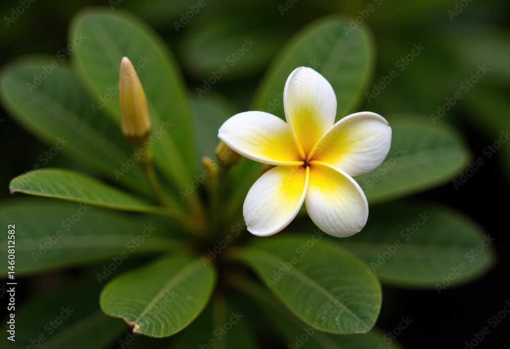 Fototapeta premium Beautiful plumeria flower blooming among lush green leaves