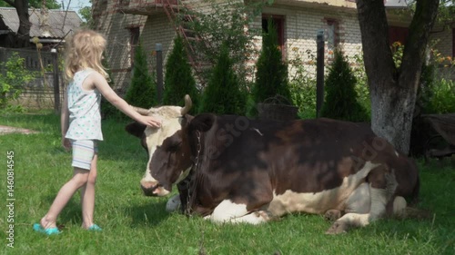 little girl petting a cow, cow lying on the grass and child petting it with his hand