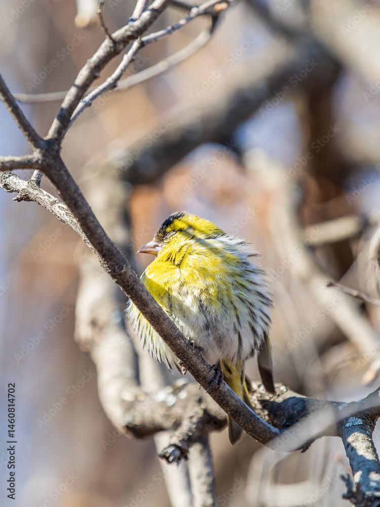 Eurasian siskin male, latin name spinus spinus, sitting on branch of tree. Cute little yellow songbird.