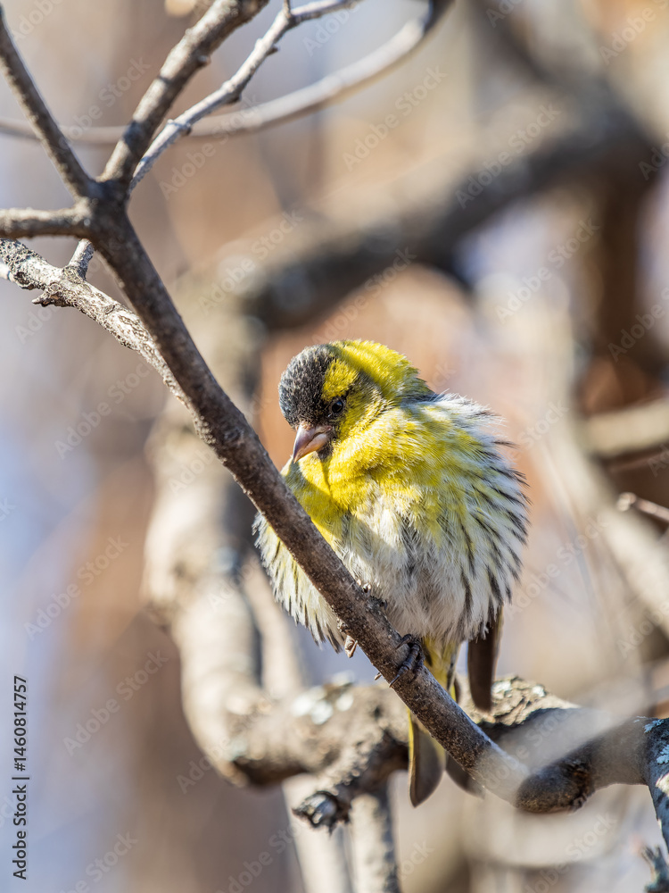 Eurasian siskin male, latin name spinus spinus, sitting on branch of tree. Cute little yellow songbird.