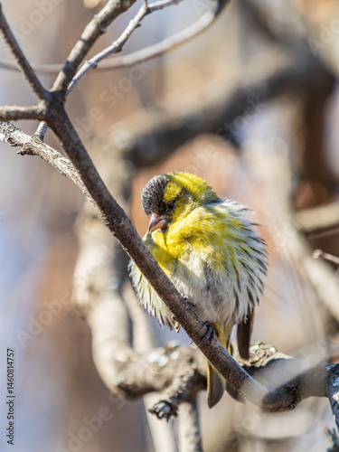 Eurasian siskin male, latin name spinus spinus, sitting on branch of tree. Cute little yellow songbird.
