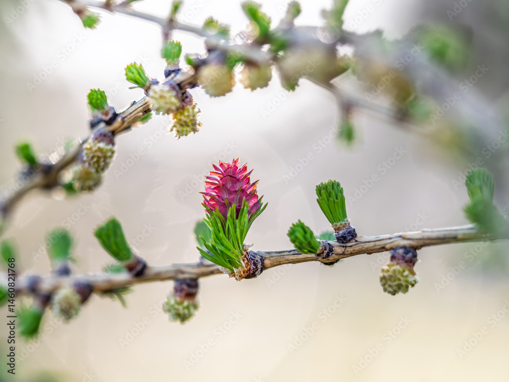 Larch tree fresh pink cones blossom at spring on nature background