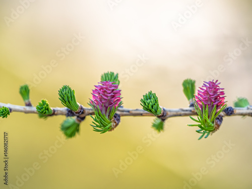 Obraz na płótnie Larch tree fresh pink cones blossom at spring on nature background w salonie