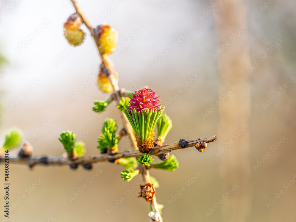 Larch tree fresh pink cones blossom at spring on nature background