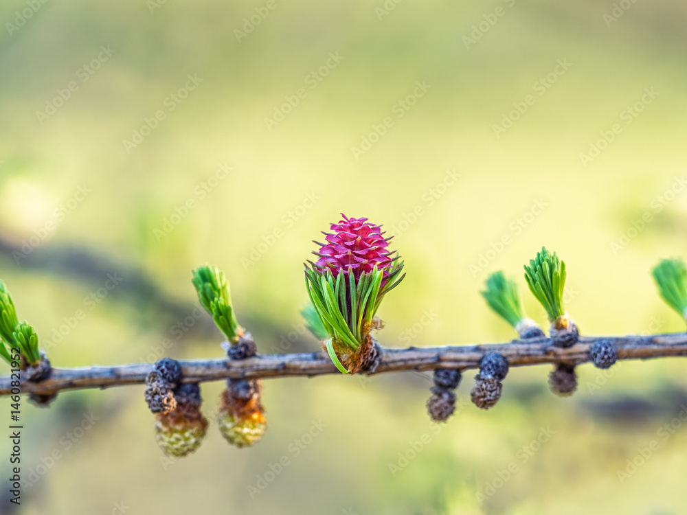 Larch tree fresh pink cones blossom at spring on nature background