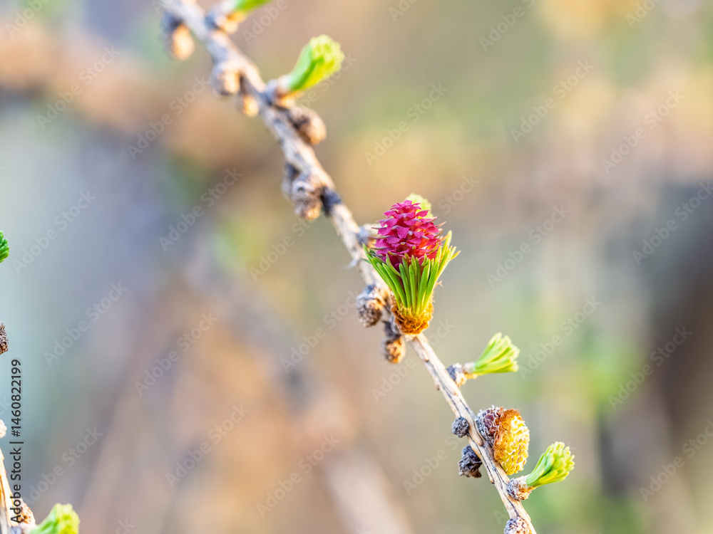 Larch tree fresh pink cones blossom at spring on nature background
