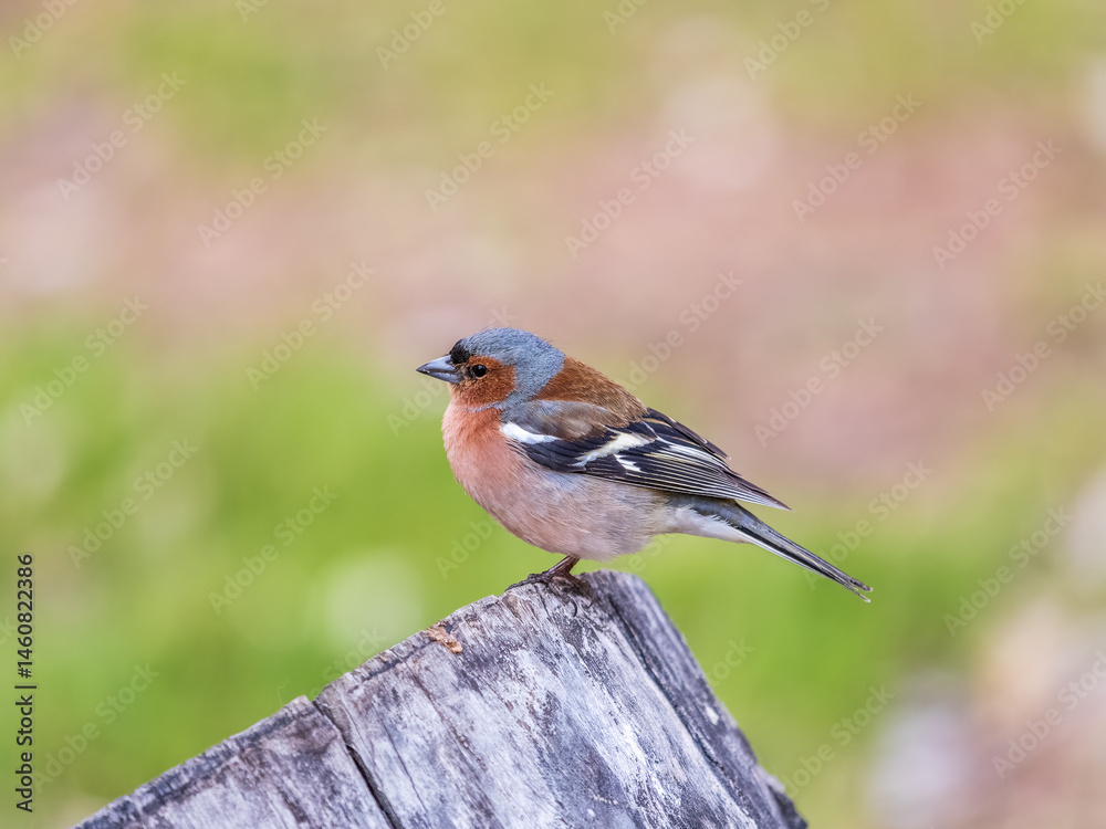 Common chaffinch, Fringilla coelebs, sits on a tree. Common chaffinch in wildlife.