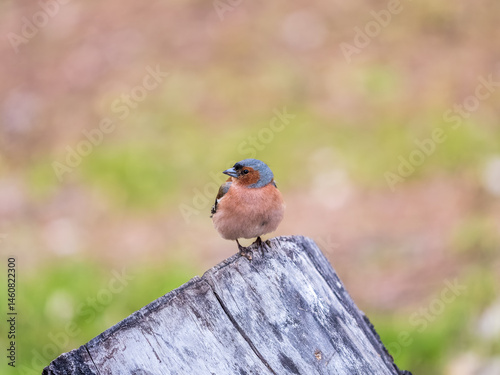 Obraz na płótnie Common chaffinch, Fringilla coelebs, sits on a tree. Common chaffinch in wildlife. w salonie