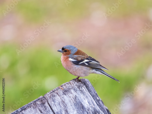 Obraz na płótnie Common chaffinch, Fringilla coelebs, sits on a tree. Common chaffinch in wildlife. w salonie