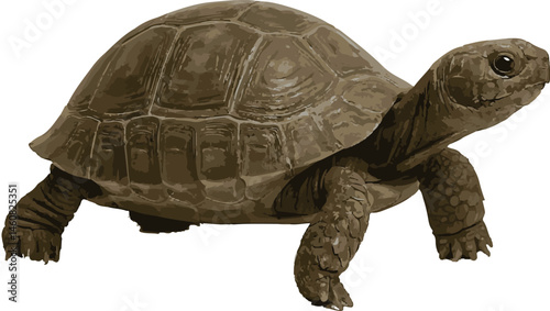 turtle isolated on white background