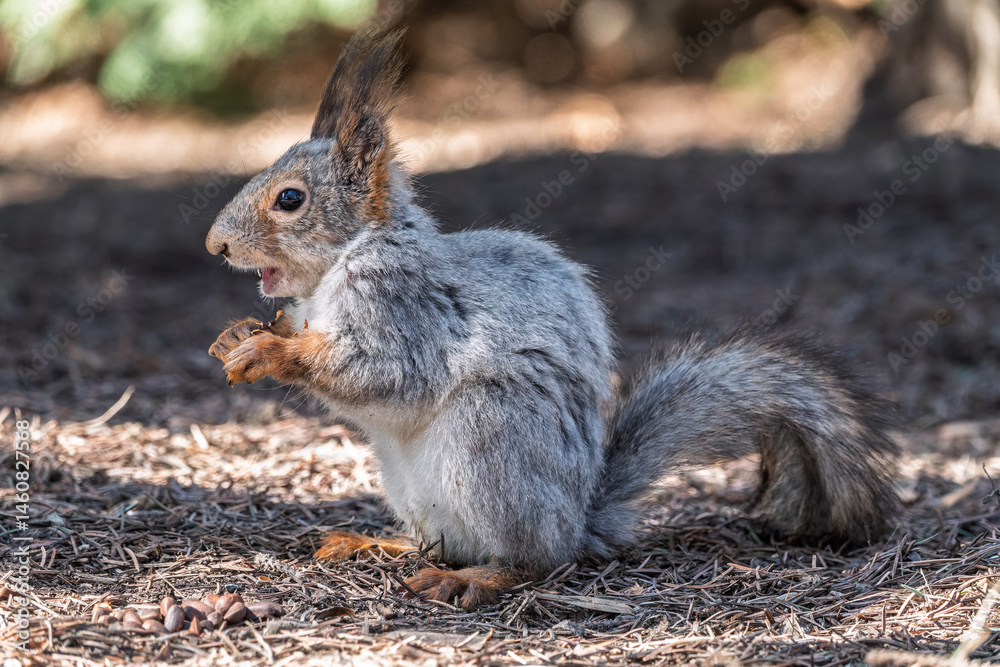 Squirrel in autumn or spring with nut on the green grass with fallen yellow leaves