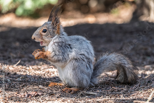 Squirrel in autumn or spring with nut on the green grass with fallen yellow leaves