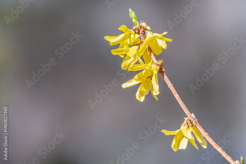 Obraz na płótnie Forsythia. Blooming forsythia bush. Yellow flower on a branch of forsythia. w salonie