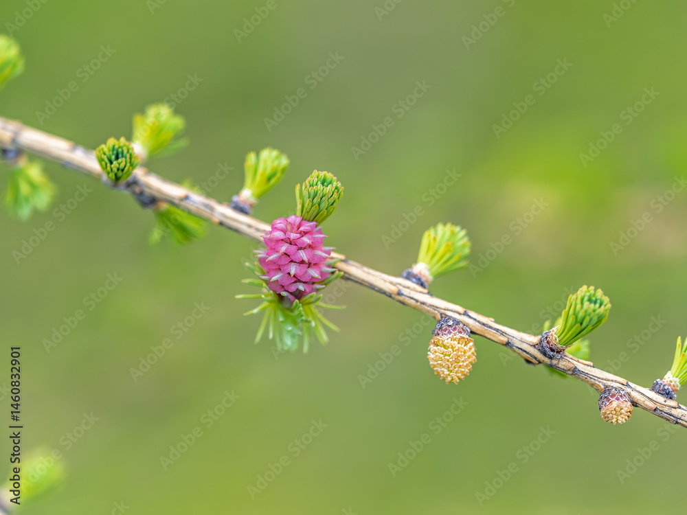 Larch tree fresh pink cones blossom at spring on nature background