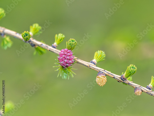 Obraz na płótnie Larch tree fresh pink cones blossom at spring on nature background w salonie