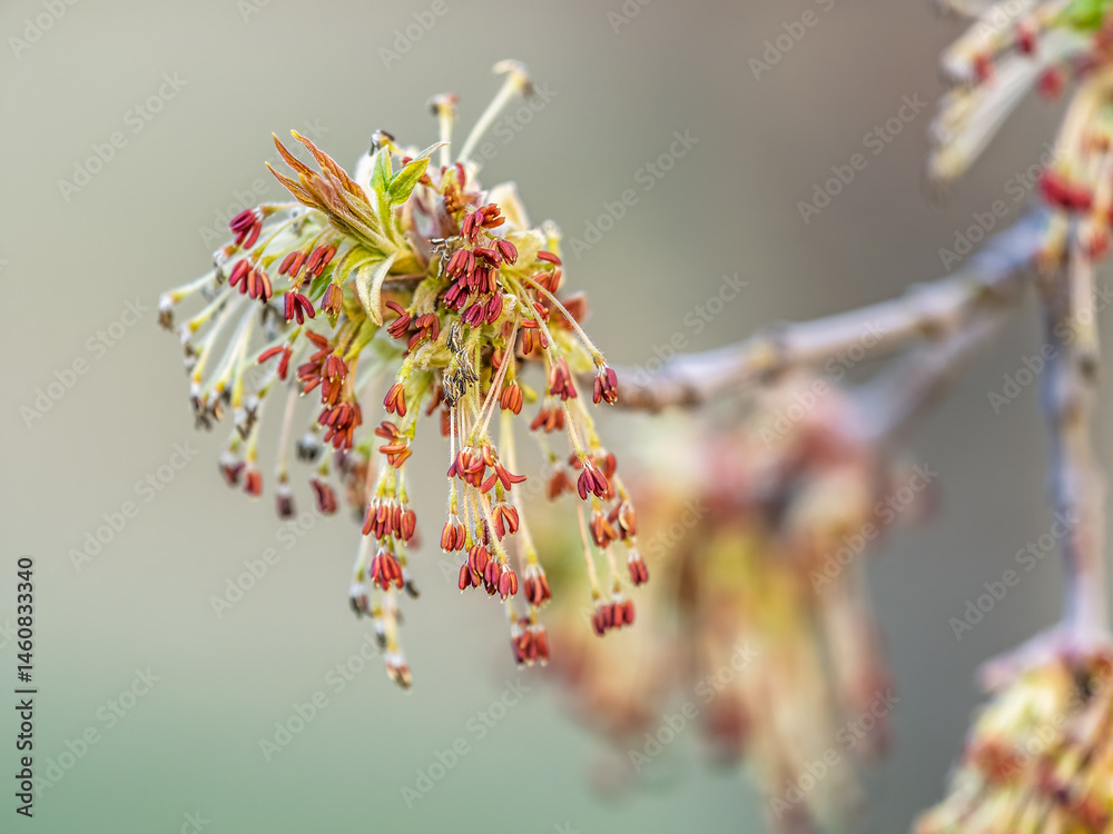 Acer negundo, Box elder, boxelder, ash-leaved and maple ash, Manitoba, elf, ashleaf maple male inflorescences and flowers on branch outdoor.