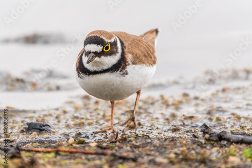 Little ringed plover (Charadrius dubius), bird standing on the lake shore