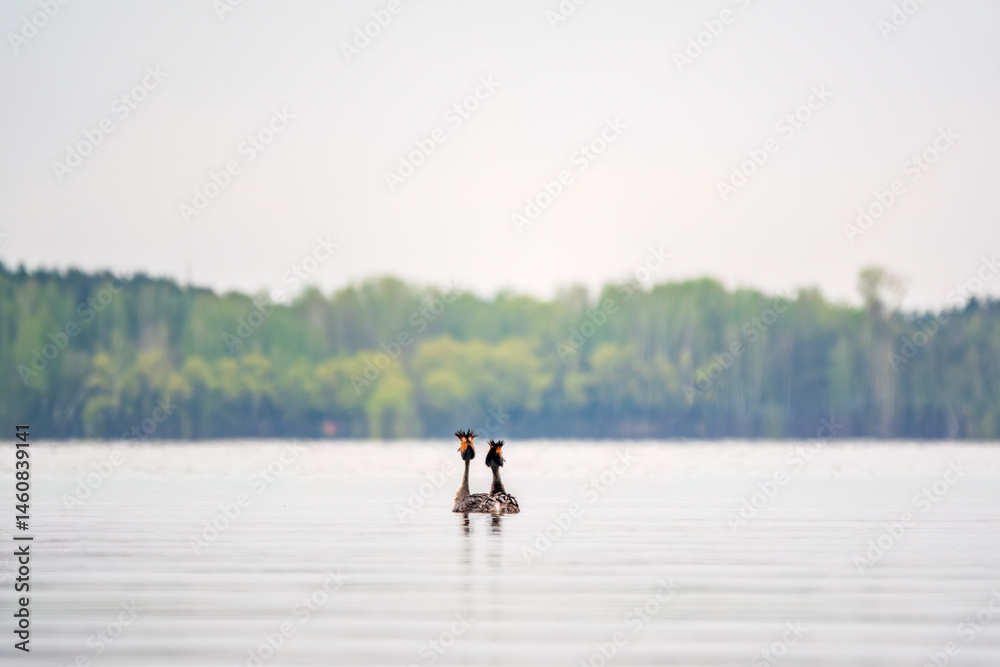 Mating games of two water birds Great Crested Grebes. Two waterfowl birds Great Crested Grebes swim in the lake with heart shaped silhouette