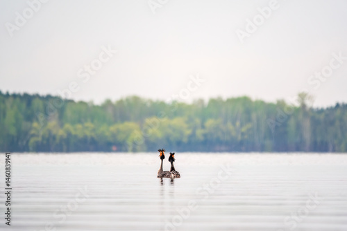 Obraz na płótnie Mating games of two water birds Great Crested Grebes. Two waterfowl birds Great Crested Grebes swim in the lake with heart shaped silhouette w salonie