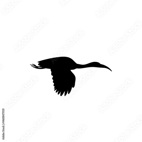 Ibis bird silhouette. Vector illustration 