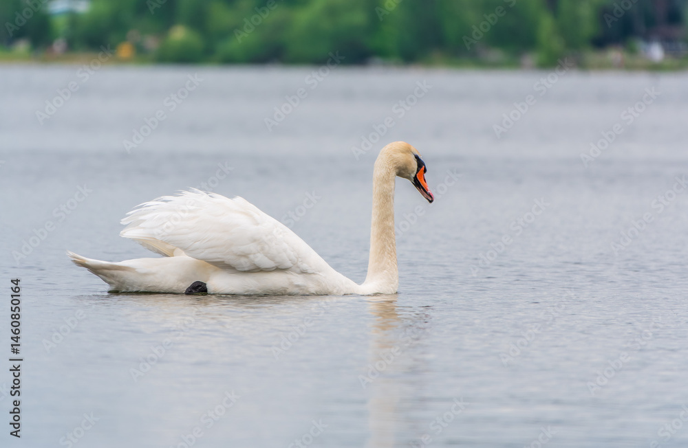 Graceful white Swan swimming in the lake, swans in the wild. Portrait of a white swan swimming on a lake.