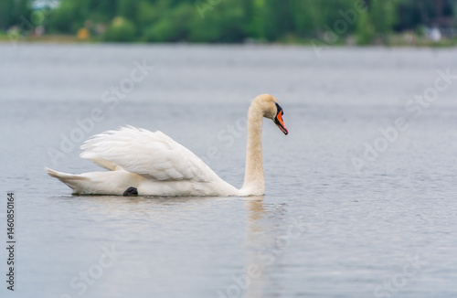 Obraz na płótnie Graceful white Swan swimming in the lake, swans in the wild. Portrait of a white swan swimming on a lake. w salonie