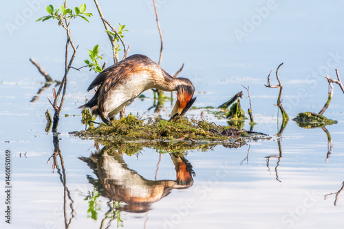 Great Crested Grebe, Podiceps cristatus, water bird sitting on the nest, nesting time on the green lake