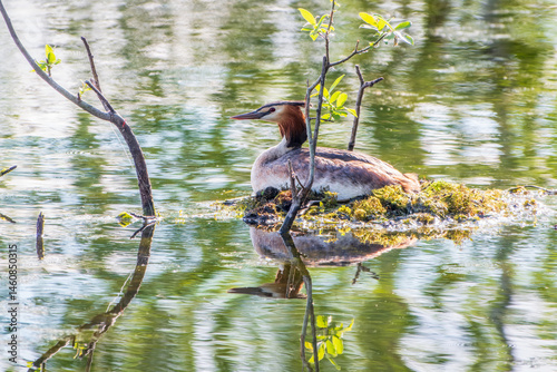 Obraz na płótnie Great Crested Grebe, Podiceps cristatus, water bird sitting on the nest, nesting time on the green lake w salonie