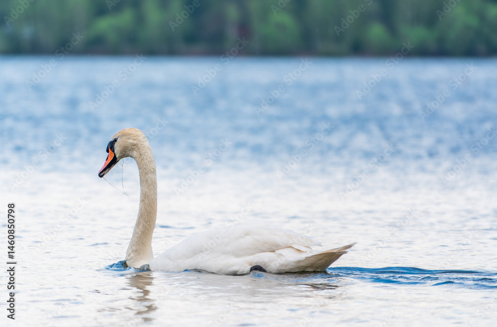 Graceful white Swan swimming in the lake, swans in the wild. Portrait of a white swan swimming on a lake.