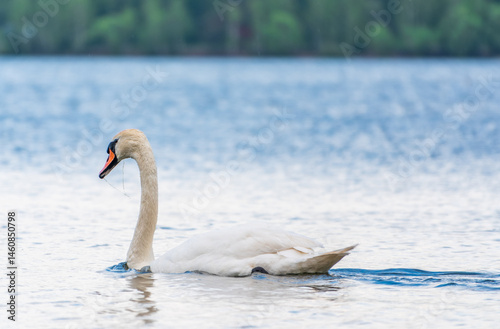 Obraz na płótnie Graceful white Swan swimming in the lake, swans in the wild. Portrait of a white swan swimming on a lake. w salonie