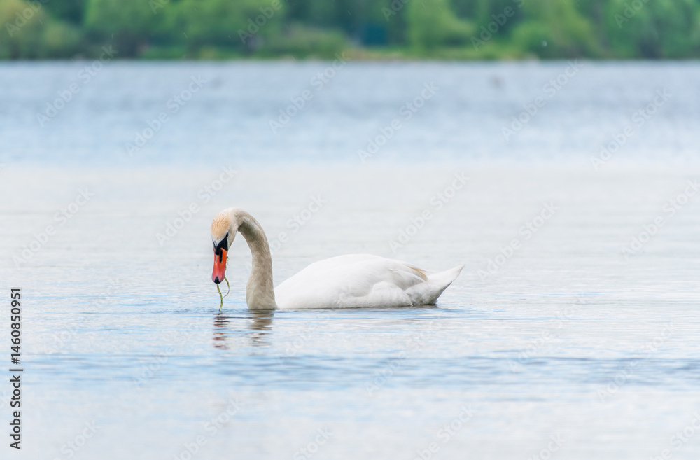 Graceful white Swan swimming in the lake, swans in the wild. Portrait of a white swan swimming on a lake.