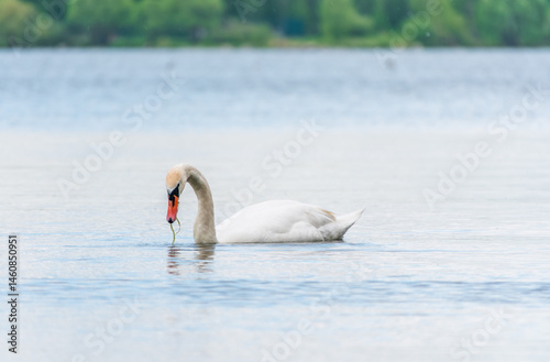 Obraz na płótnie Graceful white Swan swimming in the lake, swans in the wild. Portrait of a white swan swimming on a lake. w salonie