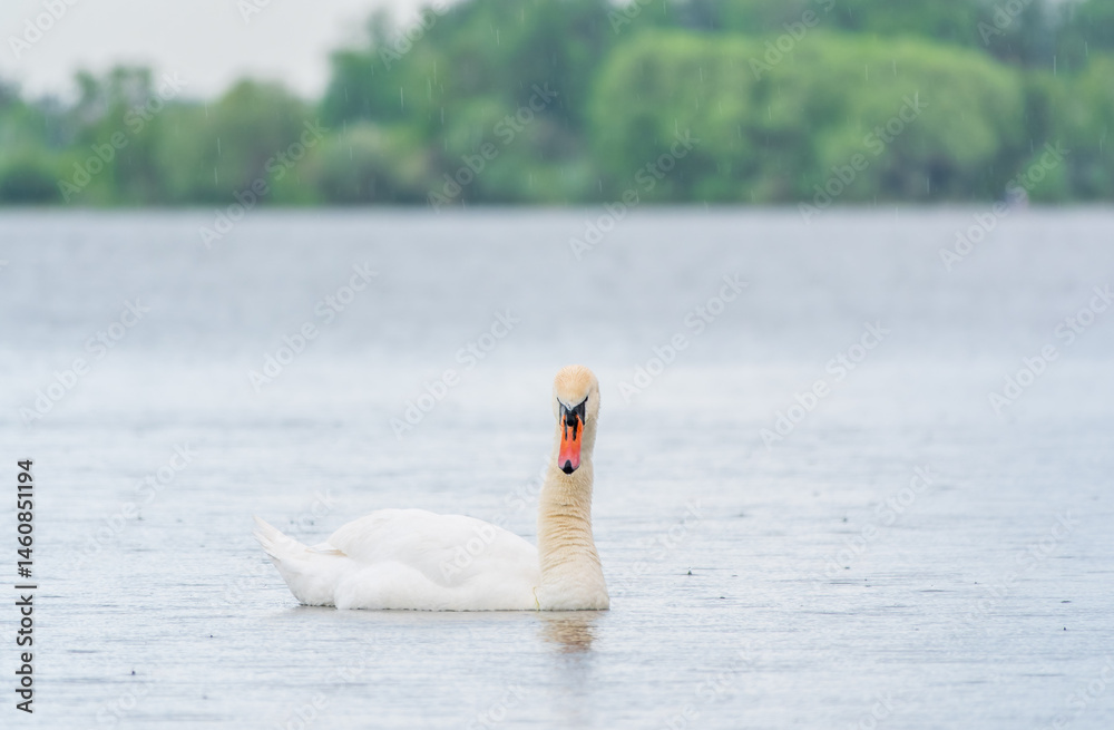 Graceful white Swan swimming in the lake, swans in the wild. Portrait of a white swan swimming on a lake.
