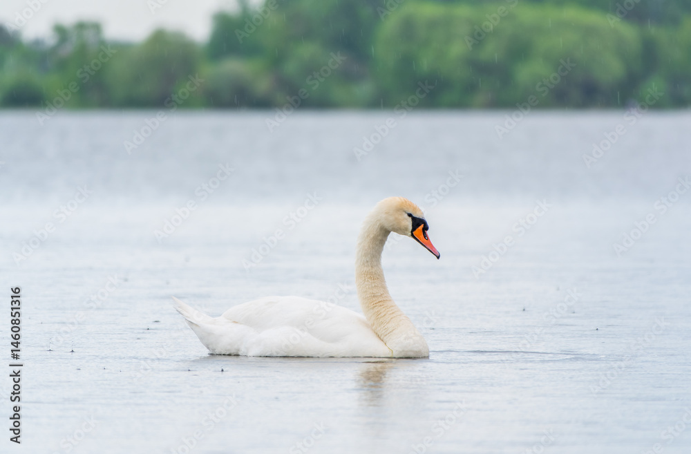 Graceful white Swan swimming in the lake, swans in the wild. Portrait of a white swan swimming on a lake.