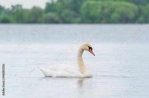 Obraz na płótnie Graceful white Swan swimming in the lake, swans in the wild. Portrait of a white swan swimming on a lake. w salonie