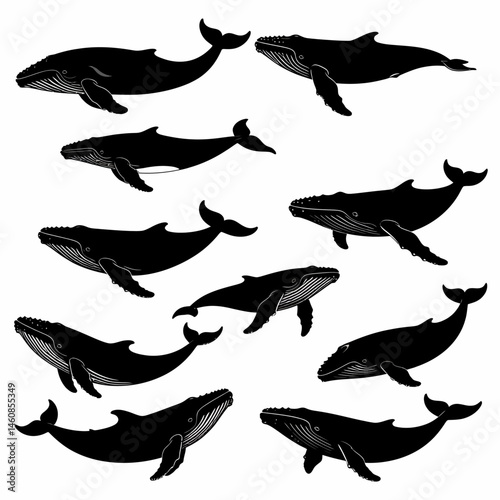Silhouette of many humpback whales swimming gracefully in different positions on a white background perfect for marine life designs and patterns